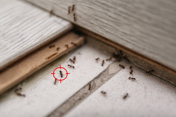 Professional Pest Control in Macopin, NJ