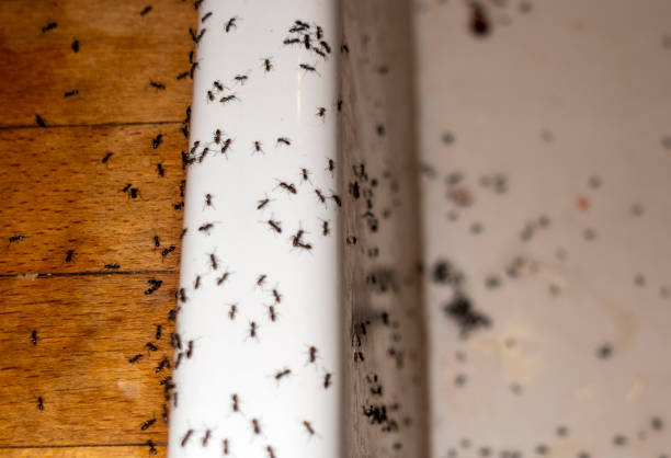 Best Mosquito Control Services  in Macopin, NJ